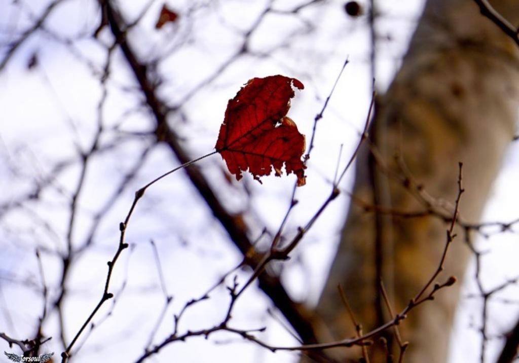 la fragilità di una foglia in autunno