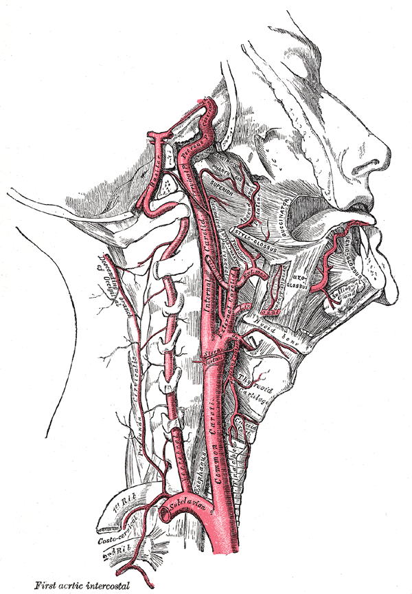 Le grandi arterie del collo