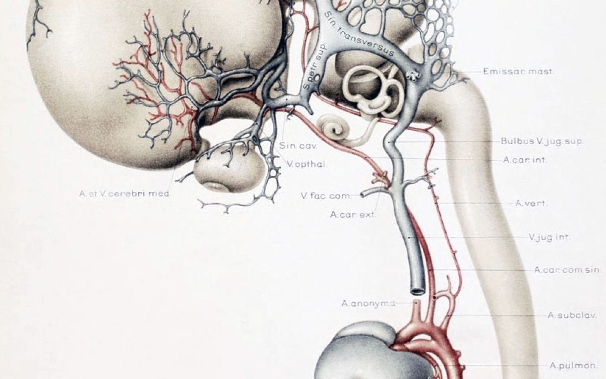 Fig 1 In un feto di 11 settimane, di poco più di 4 cm di lunghezza, sono perfettamente riconoscibili la struttura anatomica del sistema nervoso centrale e la stretta connessione di questa con l’albero vascolare, secondo un’ architettura che prefigura già quella dell’ adulto.
