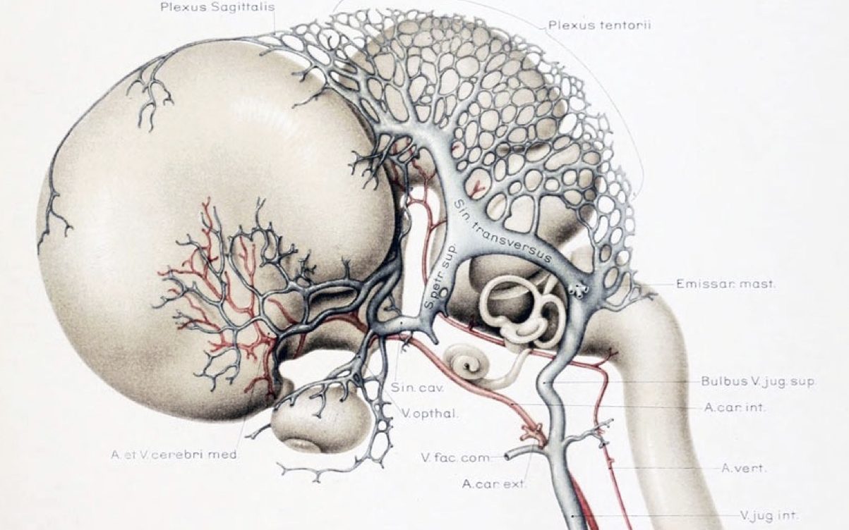 Fig 1 In un feto di 11 settimane, di poco più di 4 cm di lunghezza, sono perfettamente riconoscibili la struttura anatomica del sistema nervoso centrale e la stretta connessione di questa con l’albero vascolare, secondo un’ architettura che prefigura già quella dell’ adulto.