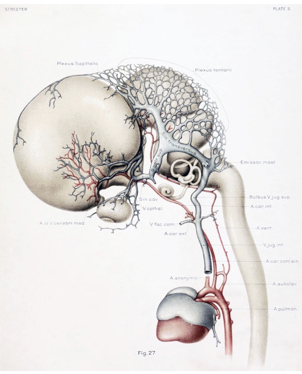 Fig 1 In un feto di 11 settimane, di poco più di 4 cm di lunghezza, sono perfettamente riconoscibili la struttura anatomica del sistema nervoso centrale e la stretta connessione di questa con l’albero vascolare, secondo un’ architettura che prefigura già quella dell’ adulto.