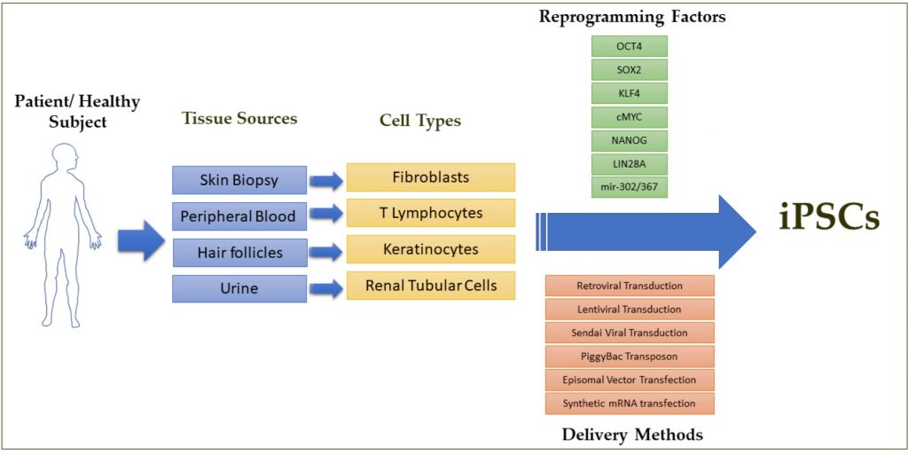 Cellule riprogrammabili