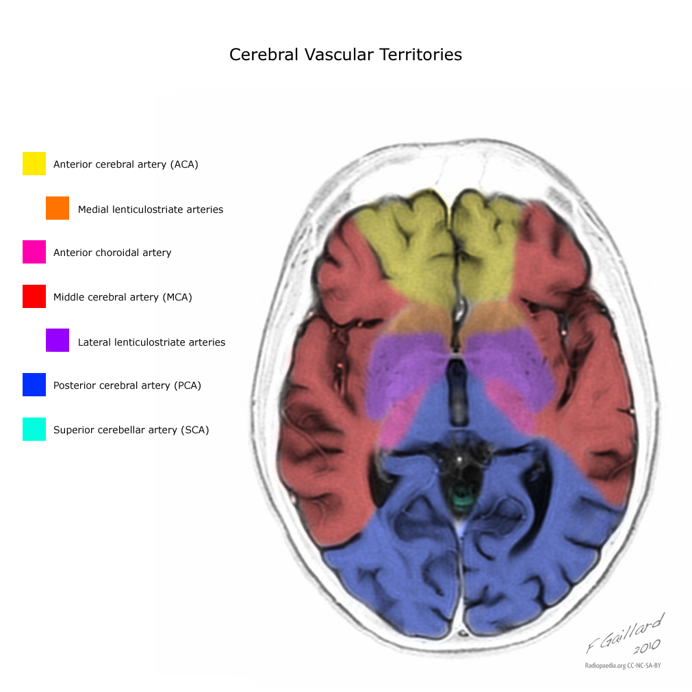 Territori degli emisferi cerebrali irrorati da specifiche arterie