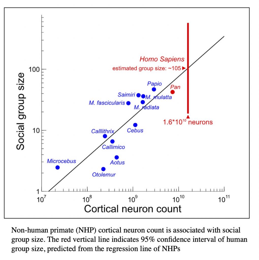 Un diagramma mostra la correlazione tra dimensione del gruppo sociale e numero di neuroni corticali nei primati non umani